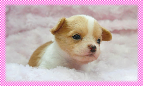 チワワ　ロング　フォーン＆ホワイト　メス　子犬販売の専門店　AngelWan　横浜