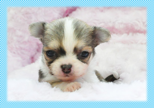 チワワ　ロング　フォーン＆ホワイト　オス　子犬販売の専門店　AngelWan　横浜