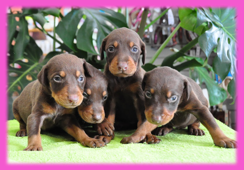 ドーベルマン　チョコタン　メス　子犬販売の専門店　AngelWan　横浜