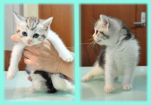 スコティッシュフォールド シルバータビー オス 子犬販売の専門店 AngelWan 横浜