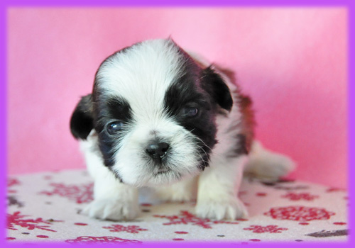 シーズー　ホワイト＆ゴールド　メス　子犬販売の専門店　　AngelWan　横浜