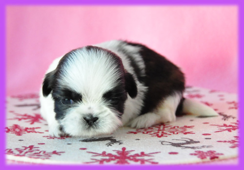 シーズー　ホワイト＆ゴールド　メス　子犬販売の専門店　　AngelWan　横浜