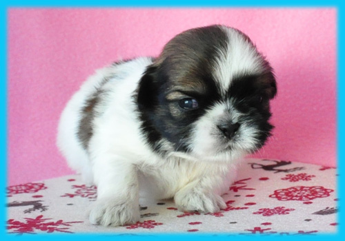 シーズー ホワイト&ゴールド オス 子犬販売の専門店 AngelWan 横浜