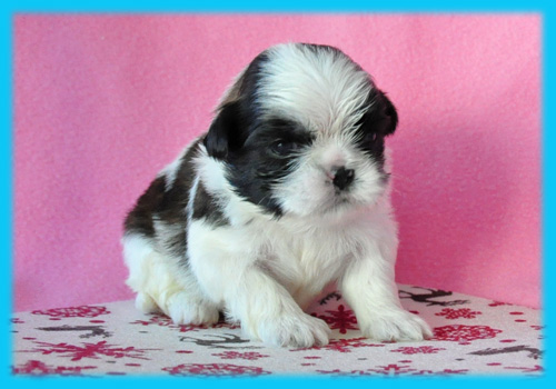 シーズー ホワイト&ゴールド オス 子犬販売の専門店 AngelWan 横浜