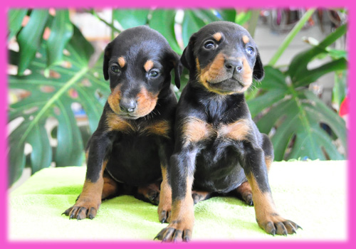 ドーベルマン　ブラックタン　メス　子犬販売の専門店　AngelWan　横浜