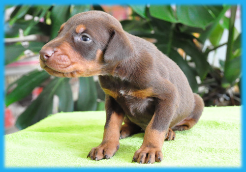 ドーベルマン　チョコタン　オス　子犬販売の専門店　AngelWan　横浜