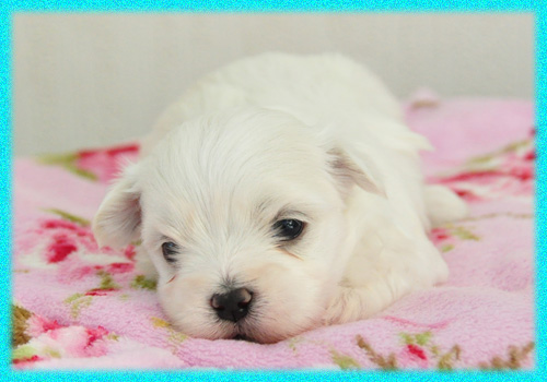 マルチーズ　オス　子犬販売の専門店　AngelWan　横浜　神奈川県
