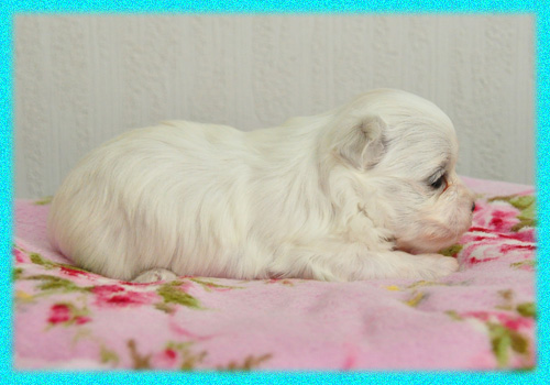 マルチーズ　オス　子犬販売の専門店　AngelWan　横浜　神奈川県