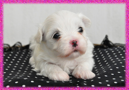 マルチーズ　メス　子犬販売の専門店　AngelWan　横浜　神奈川県　