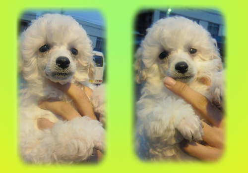 トイプードル　オス　子犬販売の専門店　AngelWan　横浜　神奈川県