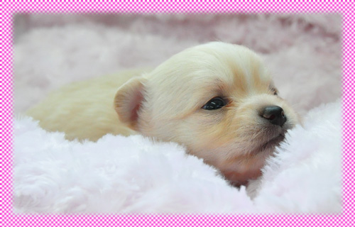 チワワ　ロング　クリーム　メス　子犬販売の専門店　AngelWan　横浜　神奈川