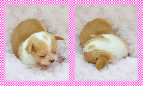 チワワ　ロング　フォーン＆ホワイト　メス　子犬販売の専門店　AngelWan　横浜