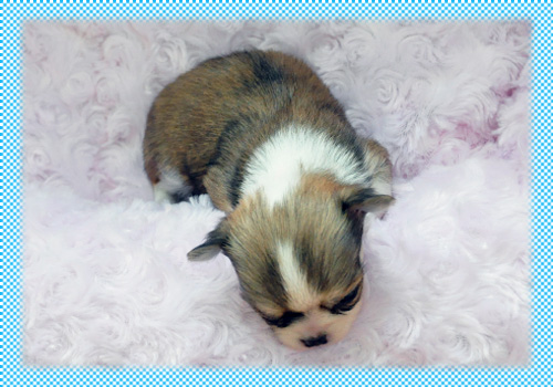 チワワ　ロング　フォーン＆ホワイト　オス　子犬販売の専門店　AngelWan　横浜