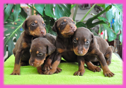 ドーベルマン　チョコタン　メス　子犬販売の専門店　AngelWan　横浜