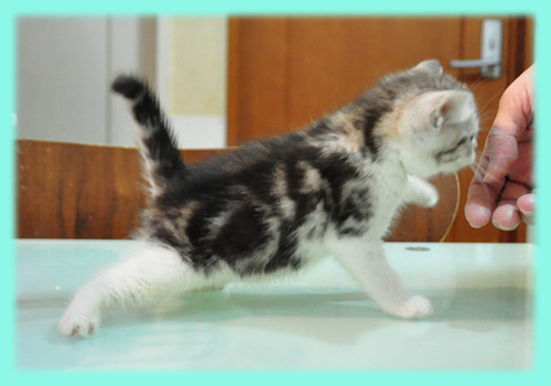 スコティッシュフォールド シルバータビー オス 子犬販売の専門店 AngelWan 横浜