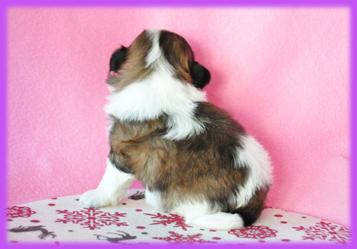 シーズー　ホワイト＆ゴールド　メス　子犬販売の専門店　　AngelWan　横浜