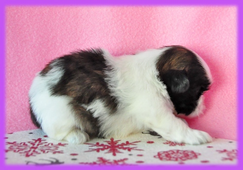 シーズー　ホワイト＆ゴールド　メス　子犬販売の専門店　　AngelWan　横浜