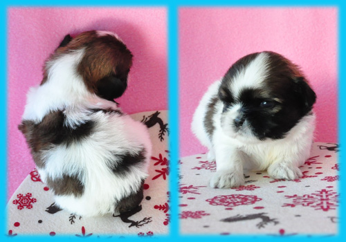 シーズー ホワイト&ゴールド オス 子犬販売の専門店 AngelWan 横浜
