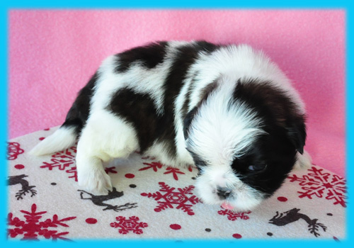 シーズー ホワイト&ゴールド オス 子犬販売の専門店 AngelWan 横浜