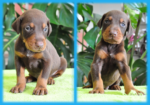 ドーベルマン　チョコタン　オス　子犬販売の専門店　AngelWan　横浜