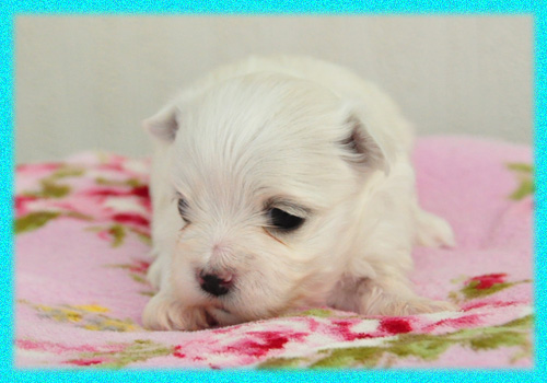 マルチーズ　オス　子犬販売の専門店　AngelWan　横浜　神奈川県