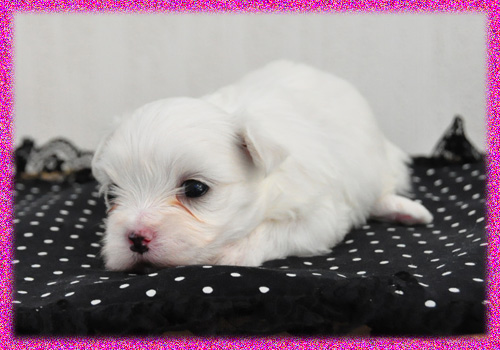 マルチーズ　メス　子犬販売の専門店　AngelWan　横浜　神奈川県