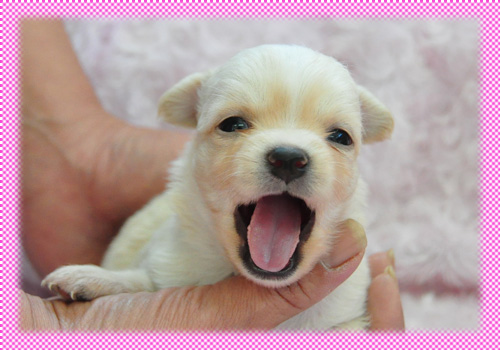 チワワ　ロング　クリーム　子犬販売の専門店　AngelWan　横浜　神奈川