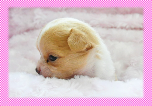 チワワ　ロング　フォーン＆ホワイト　子犬販売の専門店　AngelWan　横浜