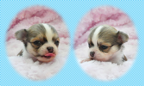 チワワ　ロング　フォーン＆ホワイト　オス　子犬販売の専門店　AngelWan　横浜