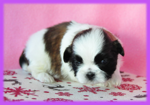 シーズー　ホワイト＆ゴールド　メス　子犬販売の専門店　　AngelWan　横浜