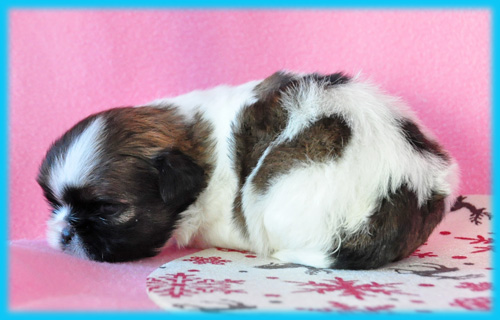 シーズー ホワイト&ゴールド オス 子犬販売の専門店 AngelWan 横浜