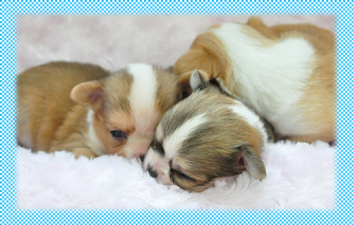 チワワ　フォーン＆ホワイト　オス　子犬販売の専門店　AngelWan　横浜　神奈川