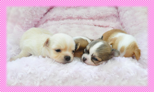 チワワ　ロング　クリーム　メス　子犬販売の専門店　AngelWan　横浜　神奈川