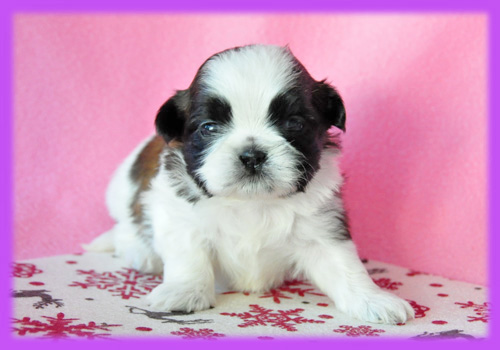シーズー　ホワイト＆ゴールド　メス　子犬販売の専門店　　AngelWan　横浜