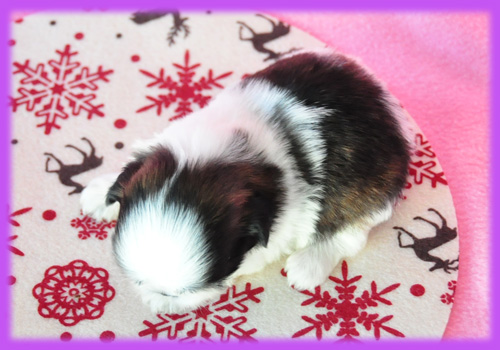 シーズー　ホワイト＆ゴールド　メス　子犬販売の専門店　　AngelWan　横浜