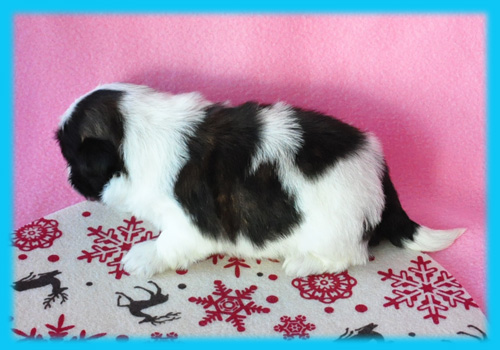 シーズー ホワイト&ゴールド オス 子犬販売の専門店 AngelWan 横浜