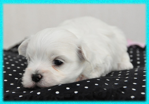 マルチーズ　オス　子犬販売の専門店　AngelWan　横浜　神奈川県