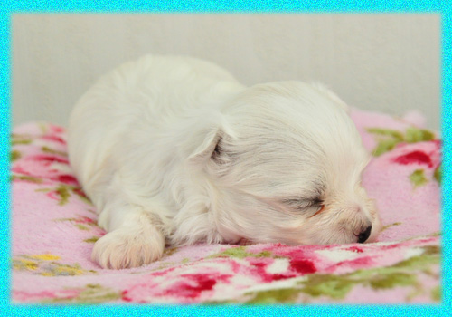 マルチーズ　オス　子犬販売の専門店　AngelWan　横浜　神奈川県