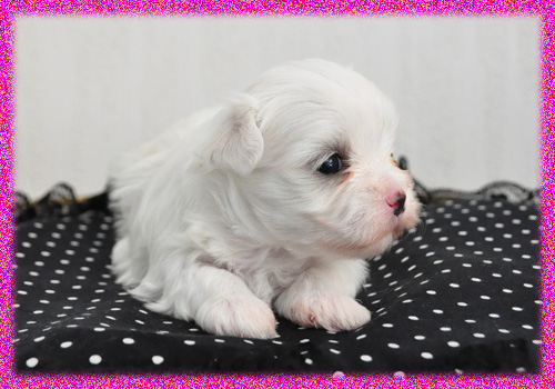 マルチーズ　メス　子犬販売の専門店　AngelWan　横浜　神奈川県