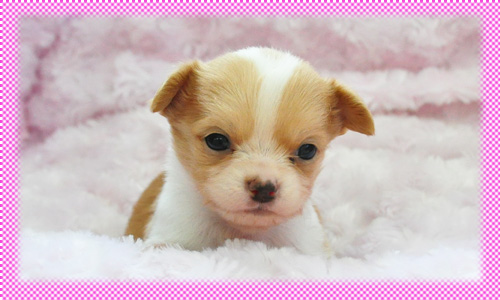 チワワ　ロング　フォーン＆ホワイト　メス　子犬販売の専門店　AngelWan　横浜