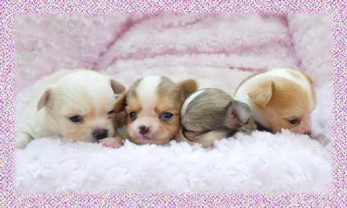 チワワ　ロング　子犬販売の専門店　AngelWan　横浜　神奈川