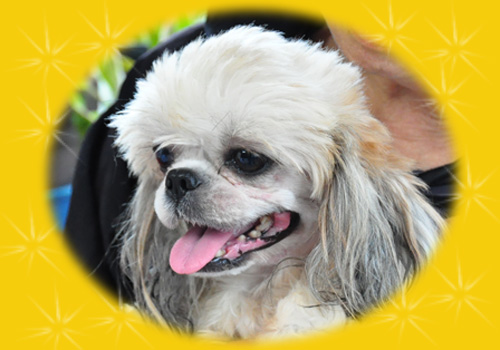 シーズー 母犬 子犬販売の専門店 AngelWan 横浜