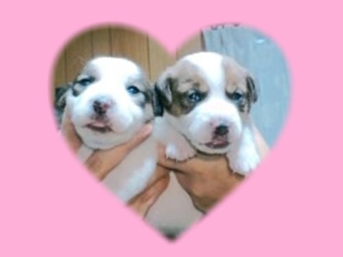 ジャックラッセルテリア　ブリーダー子犬販売専門店　Angel wan 東京　神奈川　千葉