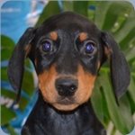 ドーベルマン　ブリーダー子犬販売専門店　Angel wan 横浜