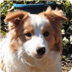 ボーダーコリー　ブリーダー子犬販売専門店　AngelWan 横浜