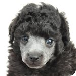 トイプードル　ブリーダー子犬販売専門店　Angel wan 横浜