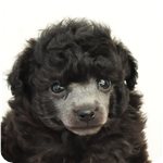 トイプードル　ブリーダー子犬販売専門店　Angel wan 横浜