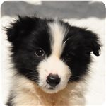 ボーダーコリー ブリーダー子犬販売専門店 Angel wan 横浜