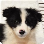 ボーダーコリー ブリーダー子犬販売専門店 Angel wan 横浜