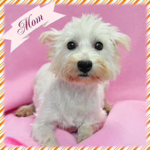 マルチーズ　ブリーダー子犬販売専門店　Angel Wan 東京　神奈川　千葉